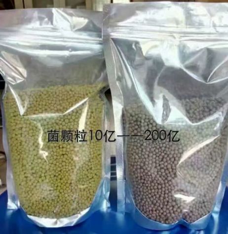 點擊查看詳細信息<br>標題：枯草芽孢桿菌菌劑顆粒 閱讀次數：3950