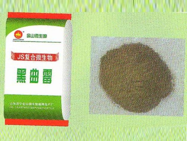 點擊查看詳細信息<br>標題：黑曲霉 閱讀次數：2667
