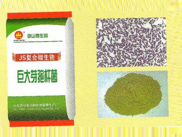 點擊查看詳細信息<br>標題：巨大芽孢桿菌 閱讀次數：2566